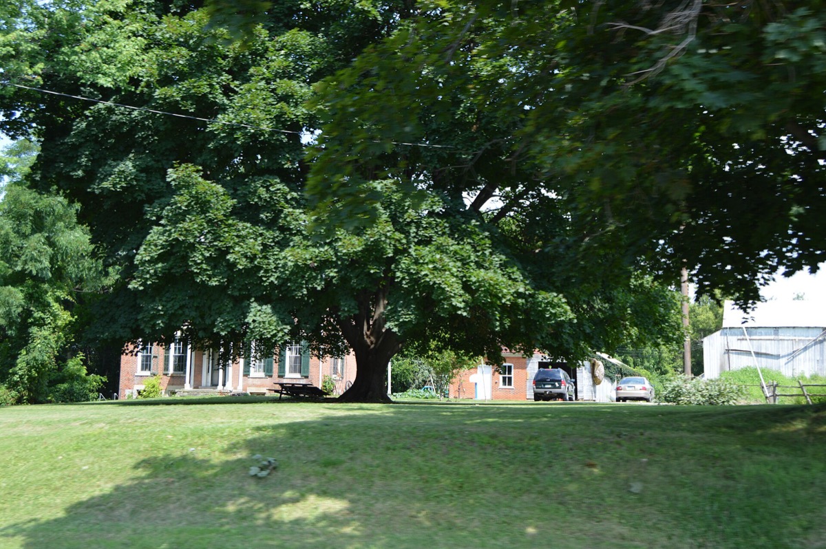 A shade tree on the lawn of the Umsted Farm, a historic farmstead north of Tiffin